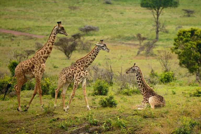 6 DAYS MIDRANGE TANZANIA SAFARIS