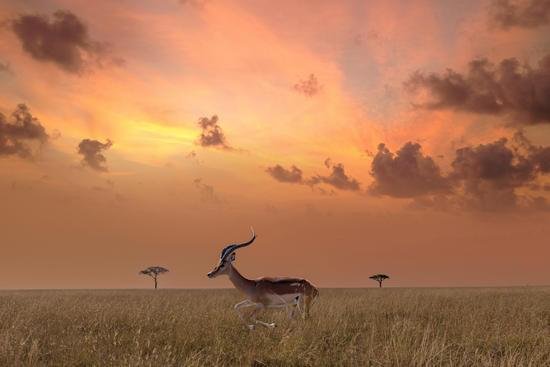 Tanzania Safari Discover ​
