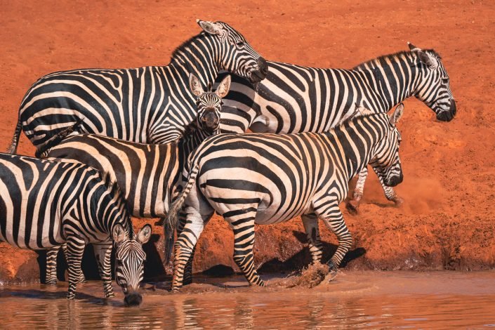 DSC01569-Edit-3-705x470