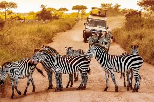 2-slide-tanzania-zebra-herd-jeep-safari-pano