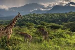 Arusha National Park
