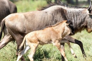 BANNER-iStock_MigrationWildlife_WildebeestCalving1