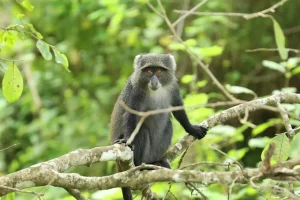 Arusha National Park