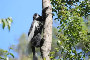 Arusha National Park