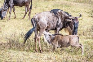 iStock_MigrationWildlife_WildebeestCalfDrinking