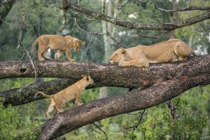 lake-Manyara-national-park-3